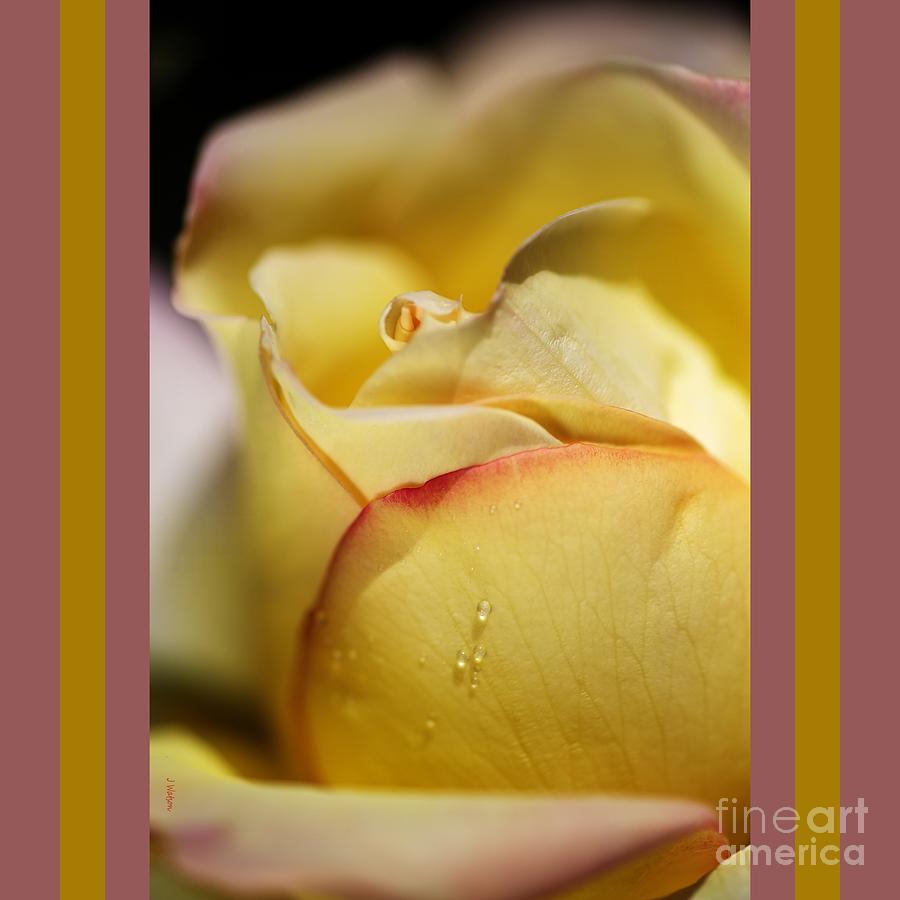 Nature Photograph - Red Tipped Yellow Rose With Design by Joy Watson