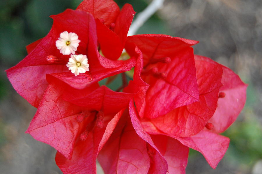 Red Tissue Paper Flower Photograph by Jean Booth