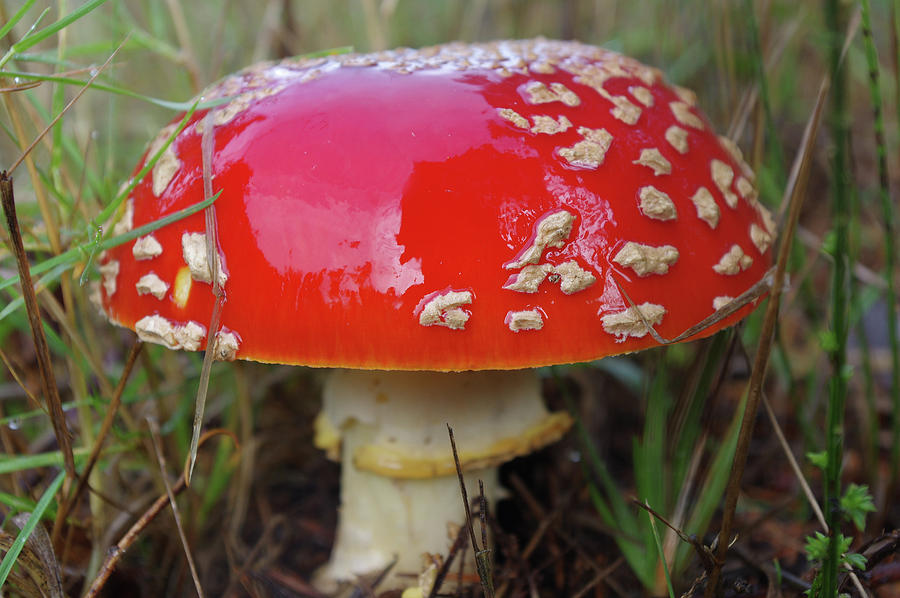 Red Toadstool Photograph by Adria Trail