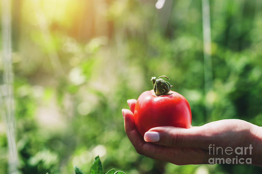 Red tomato held by womans hand Photograph by Michal Bednarek