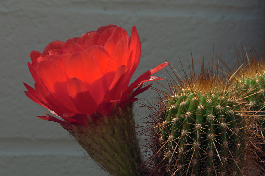 Red Torch Cactus Flower 002 Photograph by Ana Gonzalez - Fine Art America