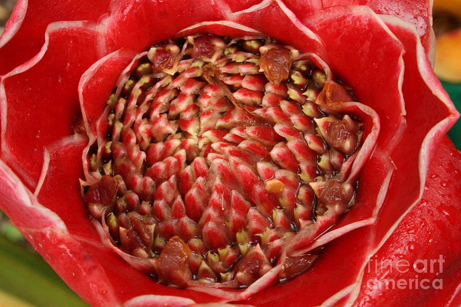 Red Torch Ginger 2 Photograph by Jennifer Bright Burr