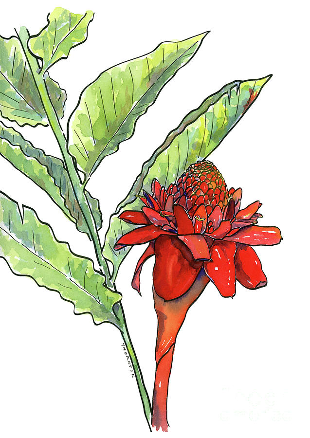 Red Torch Ginger Painting by Diane Thornton