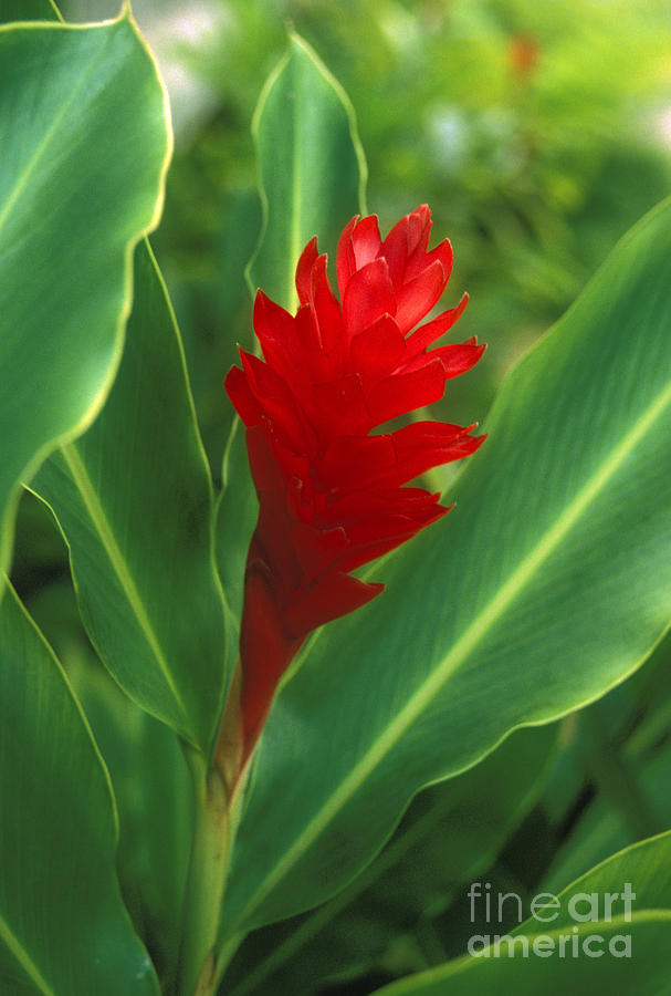 Red Torch Ginger Photograph by Kyle Rothenborg - Printscapes