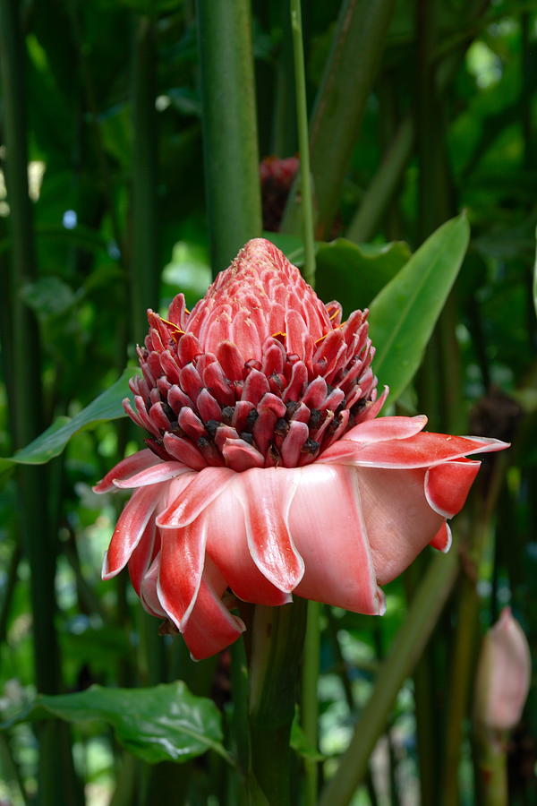 Red Torch Ginger Photograph by Tropical Ties Dominica - Fine Art America