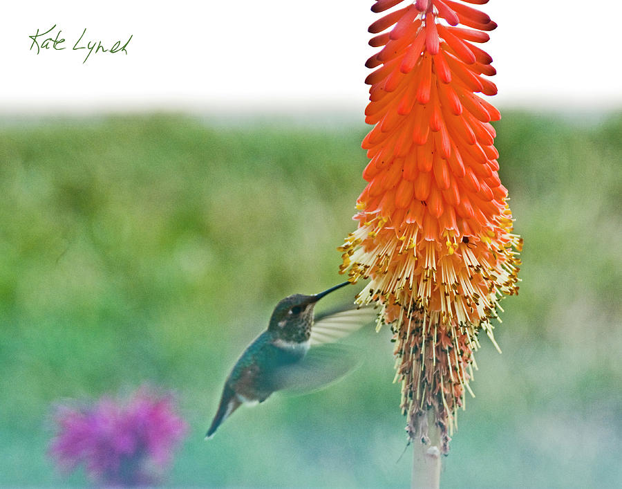 Hummingbird Photograph - Red Torch I by Kate Lynch