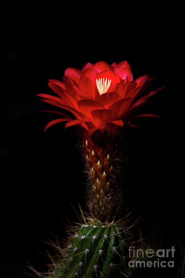 Red torch  cactus  in bloom Photograph by Ruth Jolly
