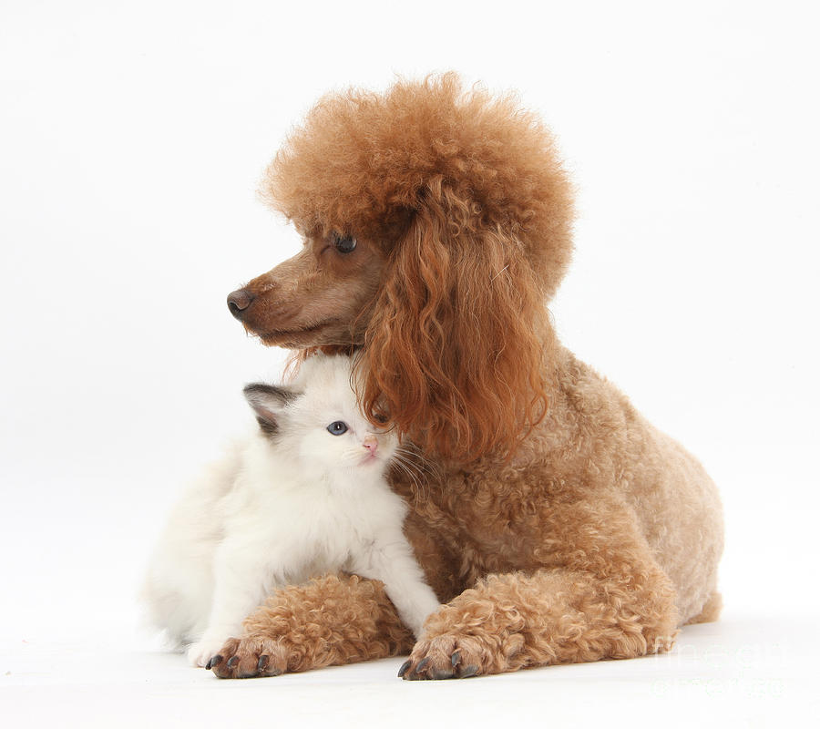 Animal Photograph - Red Toy Poodle And Kitten by Mark Taylor