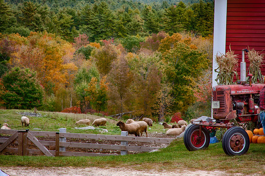 Red tractor and sheep in fall foliage Photograph by Jeff Folger