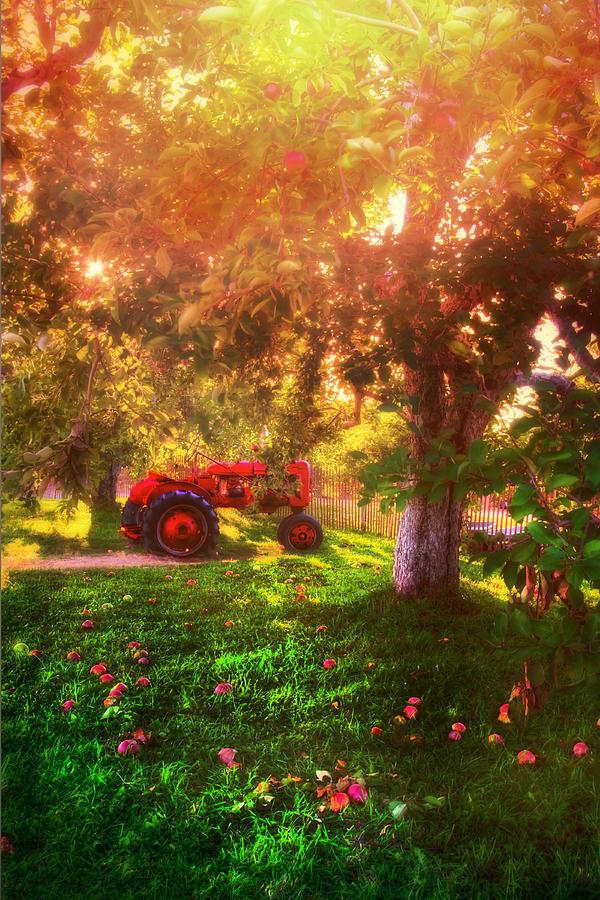 Farm Photograph - Red Tractor on an Apple Farm by Joann Vitali
