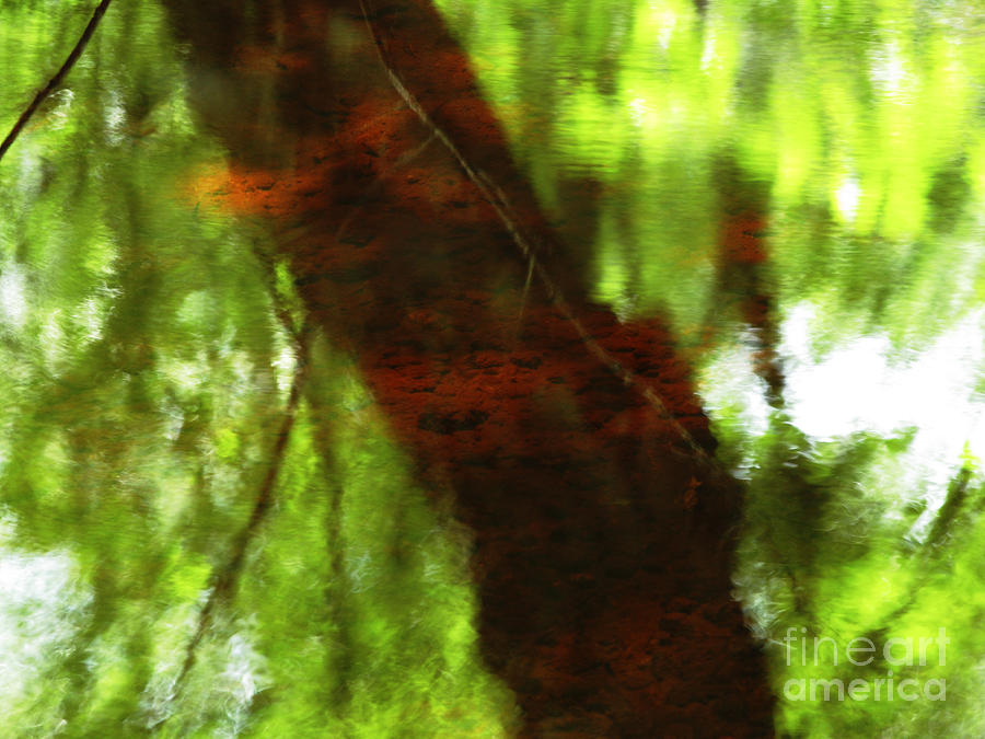Abstract Photograph - Red Tree 2 by Joanne Baldaia - Printscapes