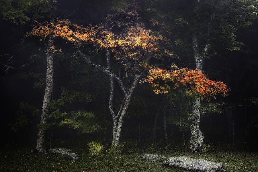 Red Tree in Fog Photograph by Ken Barrett