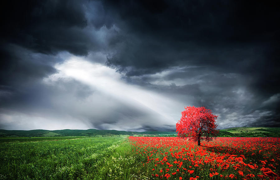 Autumn Photograph - Red tree in meadow with poppies by Bess Hamiti