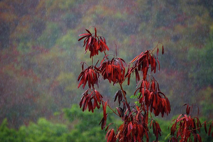 Red Tree in the Rain Digital Art by Michael Thomas