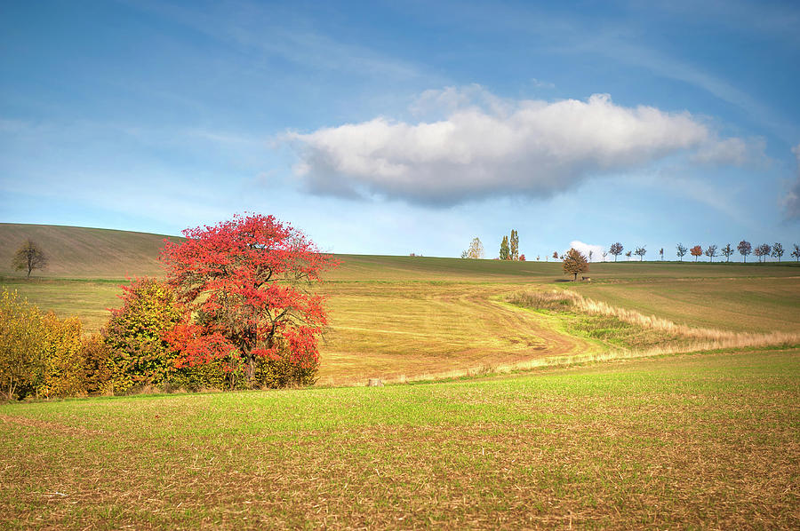 Fall Photograph - Red Tree by Jenny Rainbow