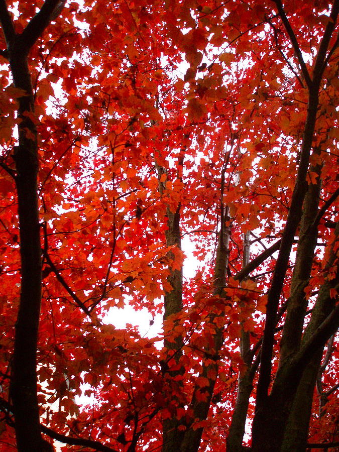 Tree Photograph - Red Tree by M Blaze Wolenski