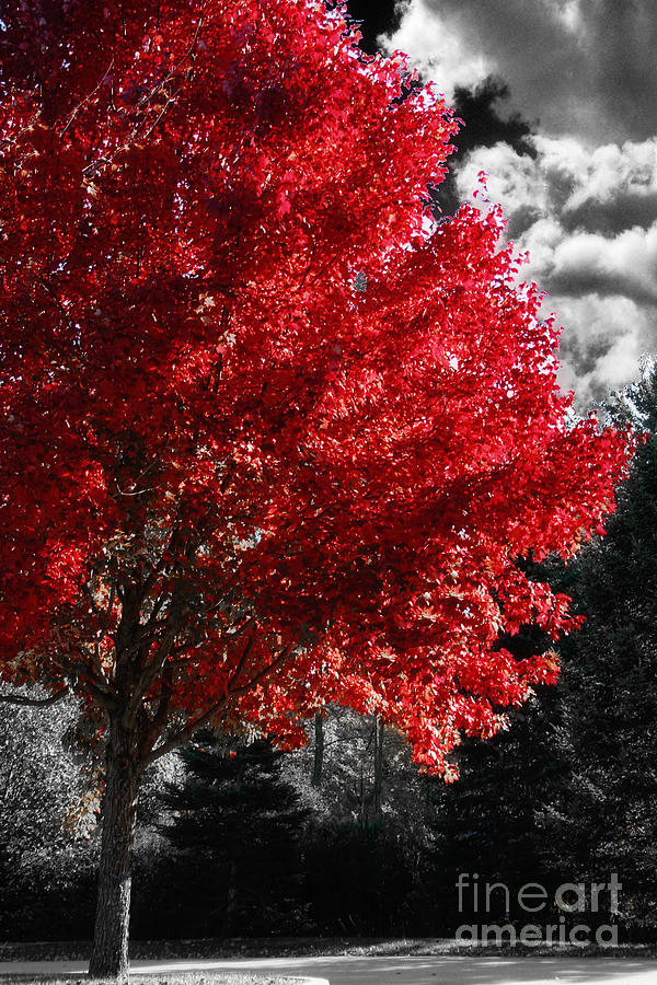 Red Tree Painting by Mindy Sommers