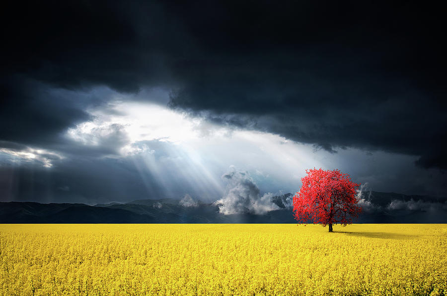 Autumn Photograph - Red Tree on Canola meadow by Bess Hamiti