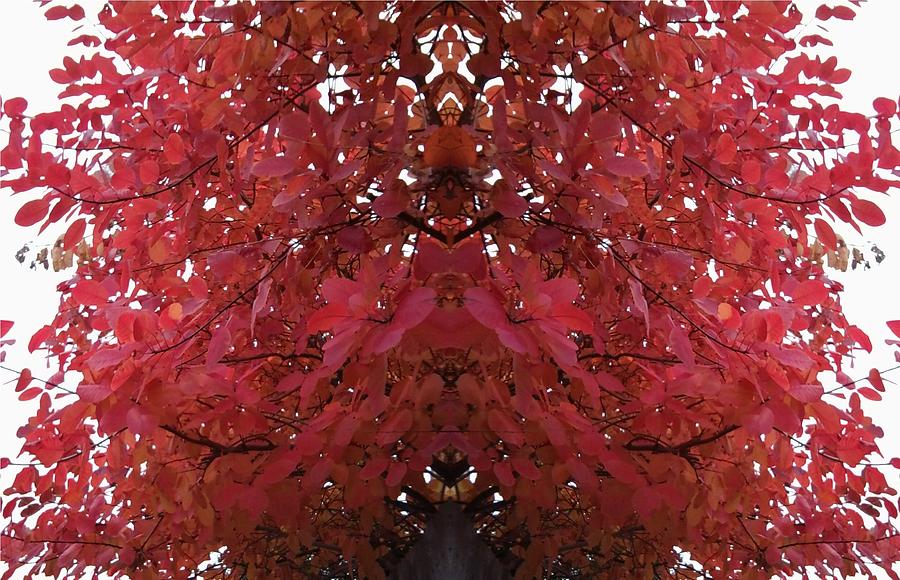 Red Tree Photo 1 mirror Photograph by Julia Woodman
