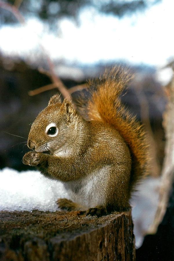 Red Tree Squirrel Photograph by Shirley Sirois