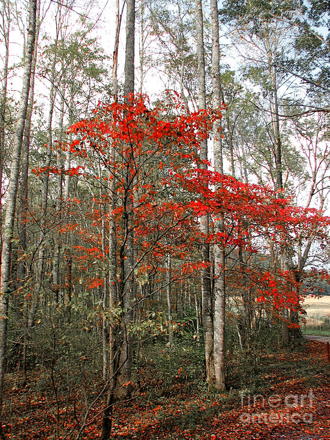 Red Tree Photograph by Todd Blanchard