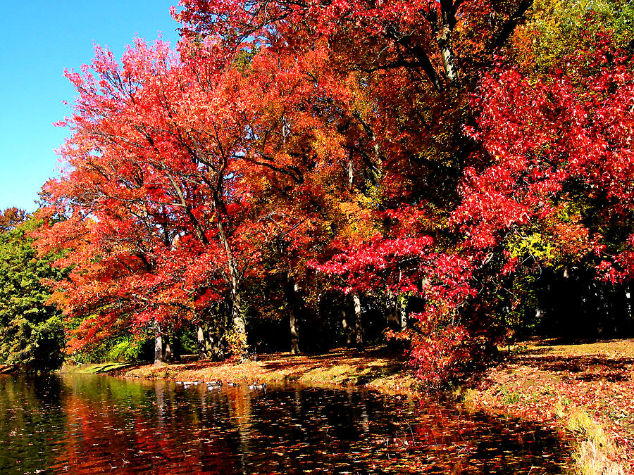 Red Trees by Lake Photograph by Susan Savad