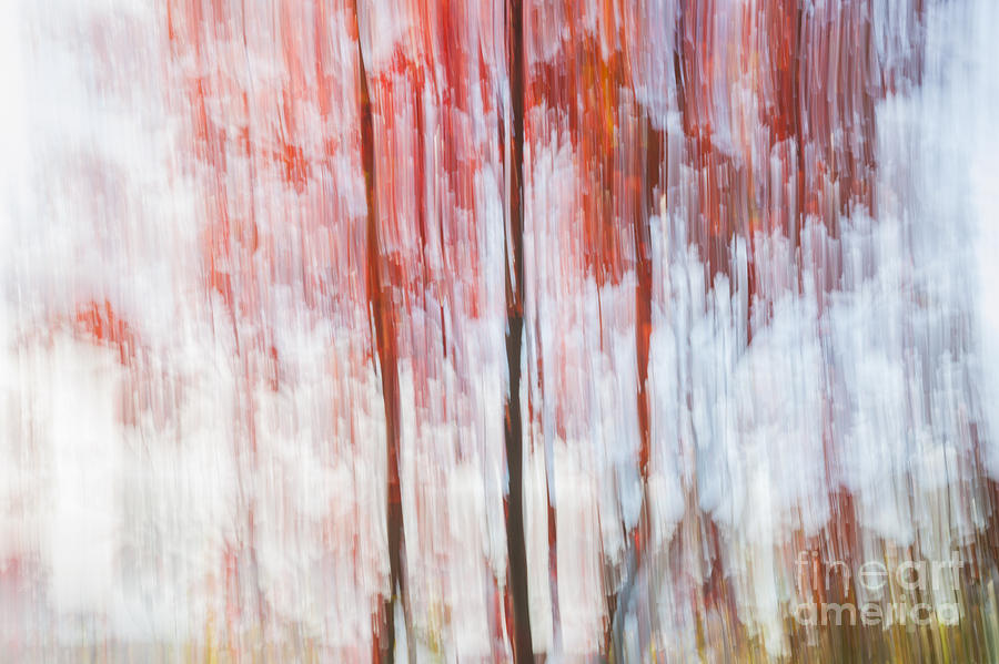 Red Trees By The Lake Photograph
