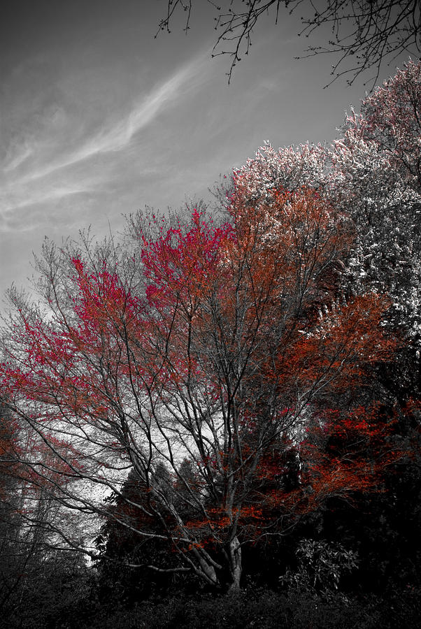 Red Trees Photograph by Craig Perry-Ollila