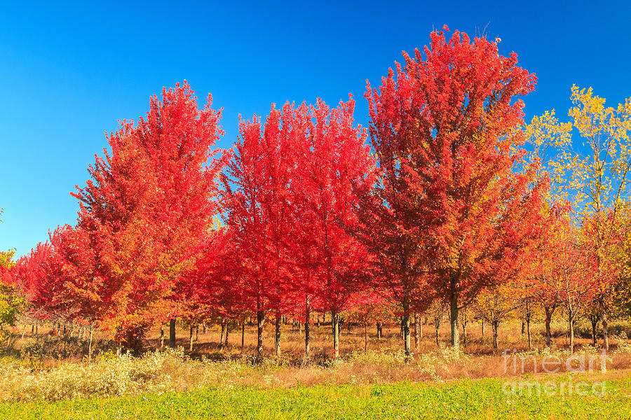 Red Trees in the Fall Photograph by Terri Morris