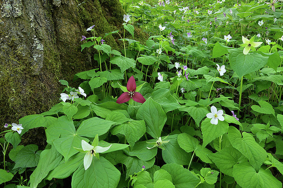 Red Trillium at Center Photograph by Alan Lenk