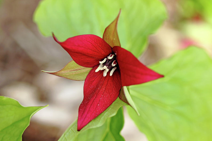Red Trillium Photograph by Debbie Oppermann