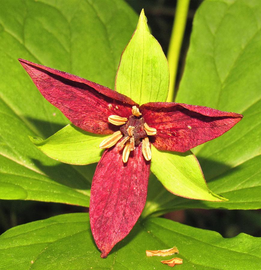 Red Trillium Photograph by Joshua Bales