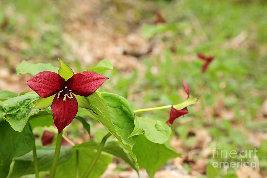 Flower Photograph - Red Trillium - New England Wild Flower by Erin Paul Donovan