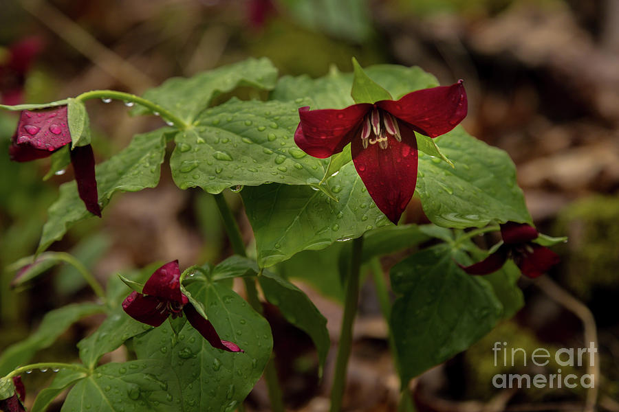 Red Trillium Photograph by Roger Monahan