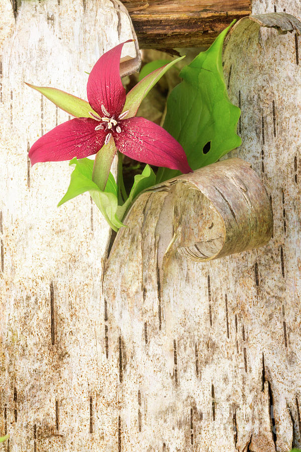 Nature Photograph - Red Trillium with Birch by Todd Bielby