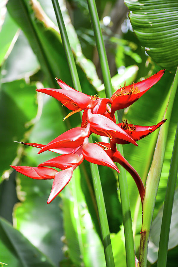 Red Tropical Flower Photograph by MKD Lincoln