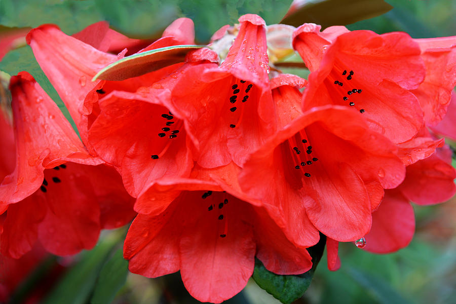 Red Trumpet Rhodies Photograph by Ginny Barklow