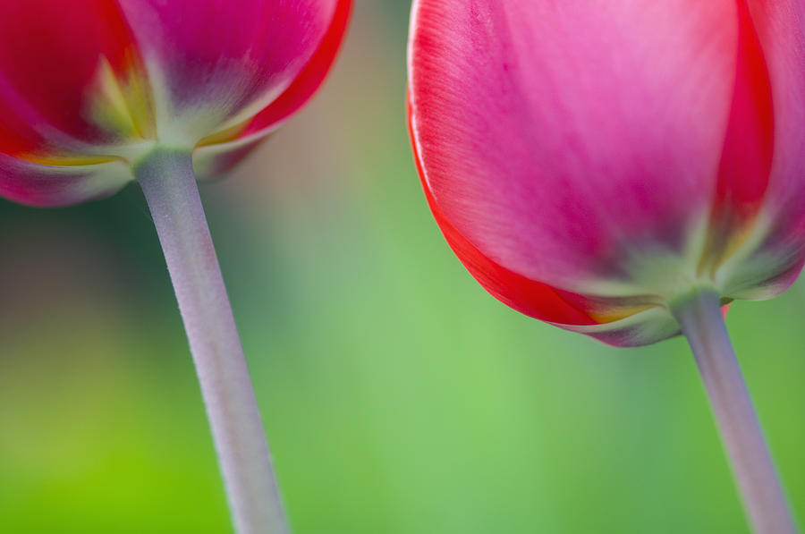 Flower Photograph - Red Tuliips by Silke Magino