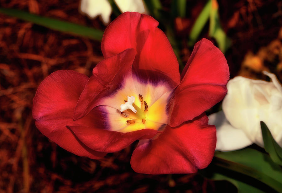 Red Tulip 026 Photograph by George Bostian