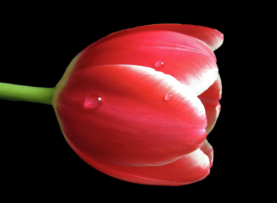 Red Tulip 3 Photograph by Johanna Hurmerinta