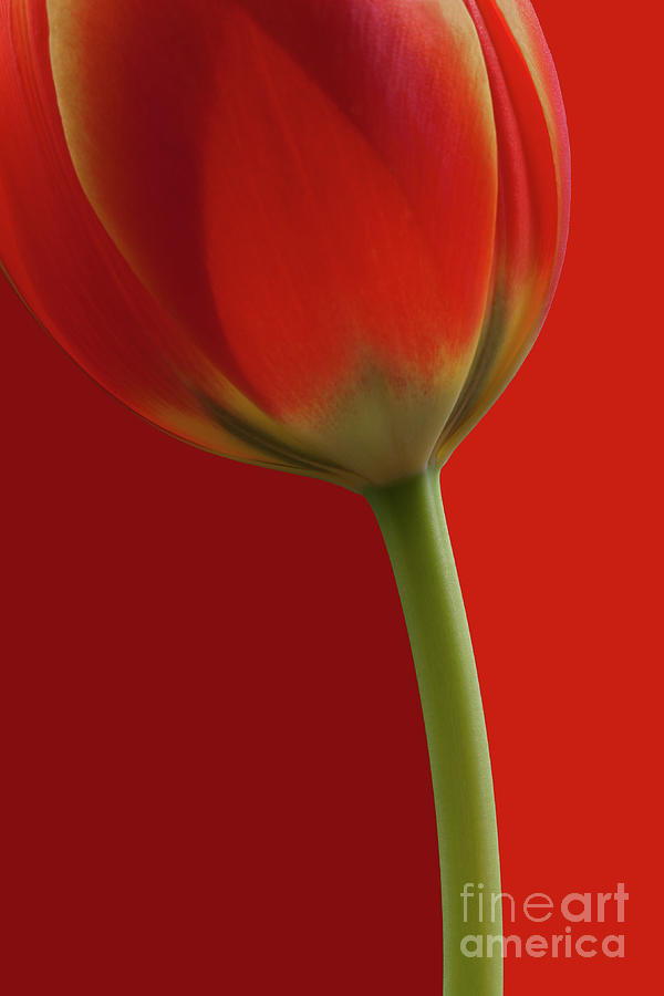 Red Tulip - 5240 by David R Mann Red Tulip - 5240 by David R Mann