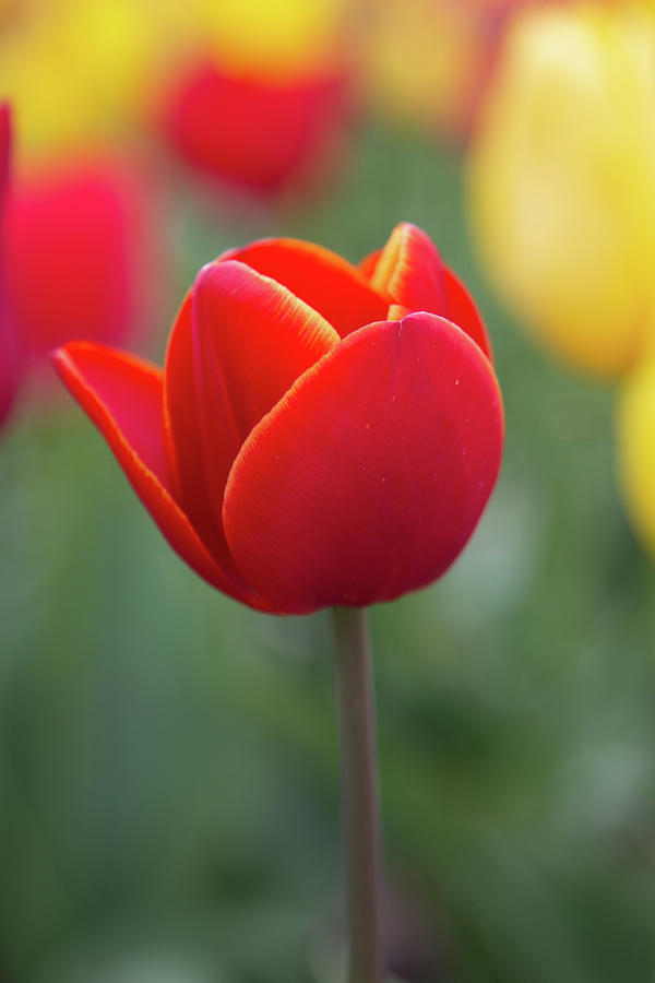 Red Tulip Photograph by Aashish Vaidya