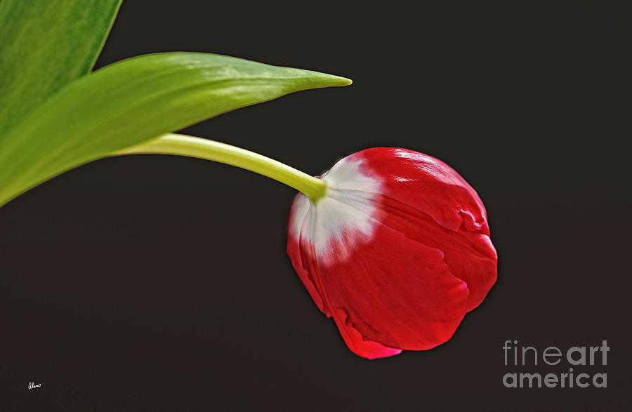 Red Tulip Photograph by Alana Ranney