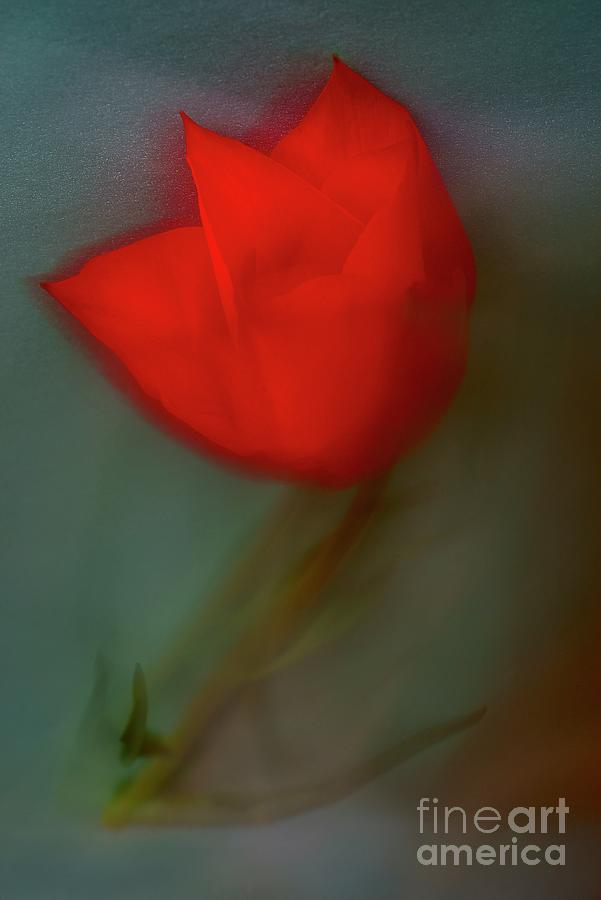 Red Tulip. Photograph