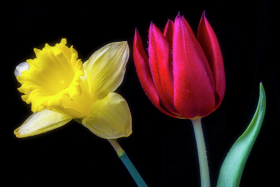 Red Tulip And Daffodil Photograph by Garry Gay