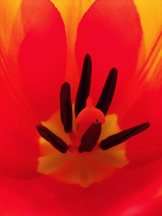 Spring Photograph - Red Tulip by Anna Villarreal Garbis