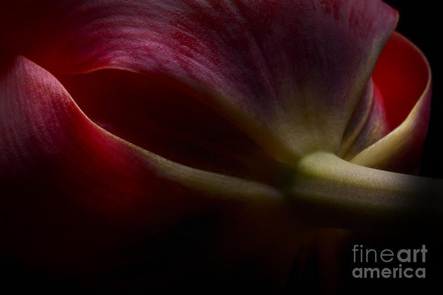 Red Tulip Photograph by Art Whitton