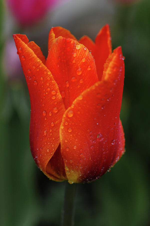 Red Tulip at spring day Photograph by George Westermak - Fine Art America