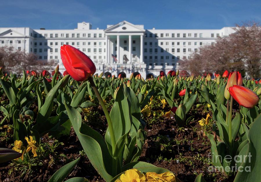 Red Tulip at the Greenbrier Photograph by Laurinda Bowling