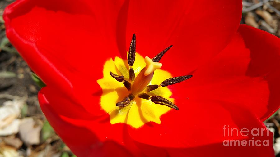 Red Tulip Photograph by Beth Ferris Sale